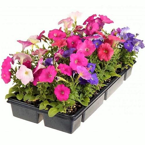 Petunia, Petunias (small) - www.FOP.ae Buy online Best and Healthy Plants and quality products guarantee in Dubai Plants Shop in Dubai Abu Dhabi all over UAE Plants near me Fresh Plants in Dubai where to buy plants in UAE - FOP.ae