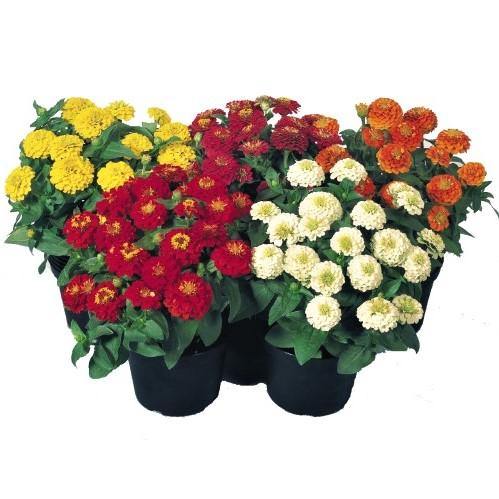 Zinnia Flowers, Zinnia (small) - www.FOP.ae Buy online Best and Healthy Plants and quality products guarantee in Dubai Plants Shop in Dubai Abu Dhabi all over UAE Plants near me Fresh Plants in Dubai where to buy plants in UAE - FOP.ae