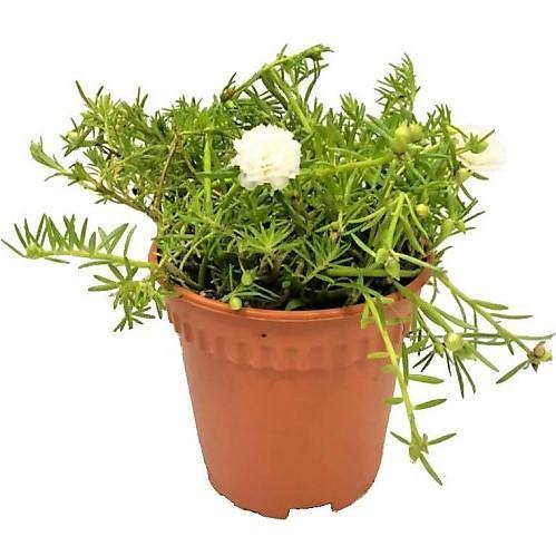 Rose Moss, Portulaca Grandiflora - www.FOP.ae Buy online Best and Healthy Plants and quality products guarantee in Dubai Plants Shop in Dubai Abu Dhabi all over UAE Plants near me Fresh Plants in Dubai where to buy plants in UAE - FOP.ae