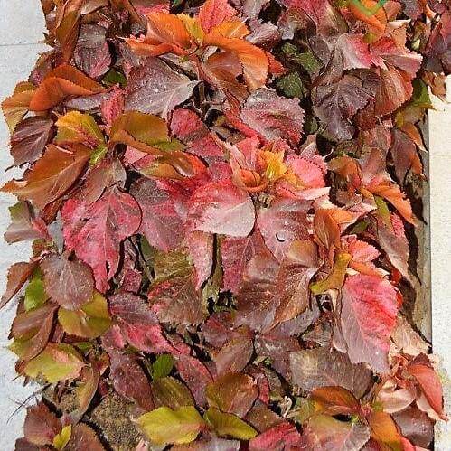 Acalypha wilkesiana, Tri Color - www.FOP.ae Buy online Best and Healthy Plants and quality products guarantee in Dubai Plants Shop in Dubai Abu Dhabi all over UAE Plants near me Fresh Plants in Dubai where to buy plants in UAE - FOP.ae