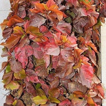 Acalypha wilkesiana, Tri Color - www.FOP.ae Buy online Best and Healthy Plants and quality products guarantee in Dubai Plants Shop in Dubai Abu Dhabi all over UAE Plants near me Fresh Plants in Dubai where to buy plants in UAE - FOP.ae