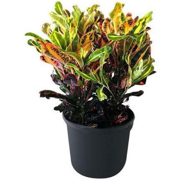 Codiaeum Variegatum, Croton Outdoor Mix - www.FOP.ae Buy online Best and Healthy Plants and quality products guarantee in Dubai Plants Shop in Dubai Abu Dhabi all over UAE Plants near me Fresh Plants in Dubai where to buy plants in UAE - FOP.ae