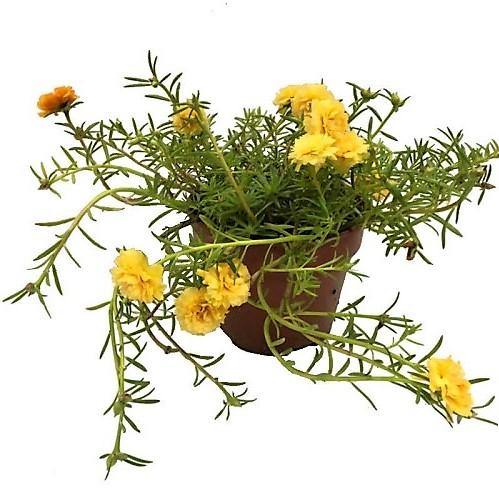 Rose Moss, Portulaca Grandiflora - www.FOP.ae Buy online Best and Healthy Plants and quality products guarantee in Dubai Plants Shop in Dubai Abu Dhabi all over UAE Plants near me Fresh Plants in Dubai where to buy plants in UAE - FOP.ae