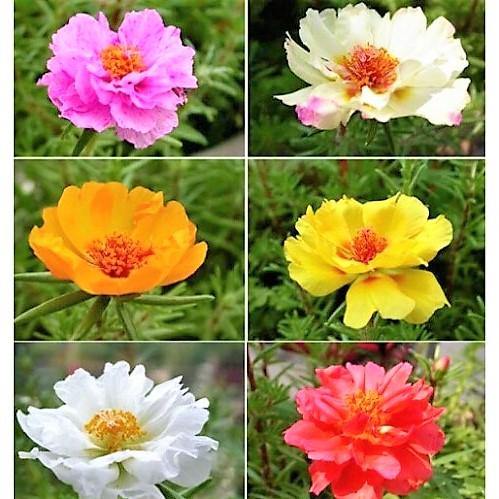 Rose Moss, Portulaca Grandiflora - www.FOP.ae Buy online Best and Healthy Plants and quality products guarantee in Dubai Plants Shop in Dubai Abu Dhabi all over UAE Plants near me Fresh Plants in Dubai where to buy plants in UAE - FOP.ae