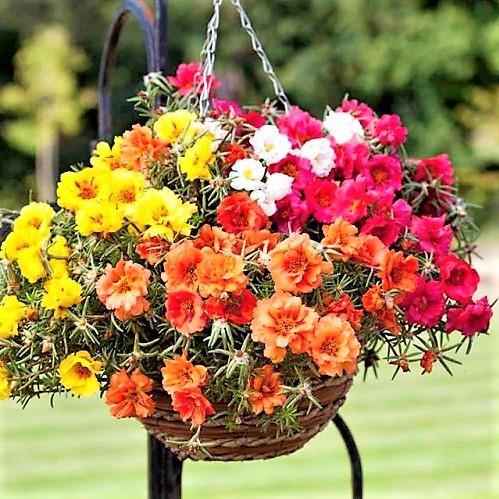 Rose Moss, Portulaca Grandiflora - www.FOP.ae Buy online Best and Healthy Plants and quality products guarantee in Dubai Plants Shop in Dubai Abu Dhabi all over UAE Plants near me Fresh Plants in Dubai where to buy plants in UAE - FOP.ae