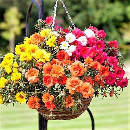 Rose Moss, Portulaca Grandiflora - www.FOP.ae Buy online Best and Healthy Plants and quality products guarantee in Dubai Plants Shop in Dubai Abu Dhabi all over UAE Plants near me Fresh Plants in Dubai where to buy plants in UAE - FOP.ae
