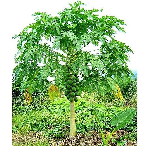 Papaya Tree, Carica Papaya, شجرة البابايا - www.FOP.ae Buy online Best and Healthy Plants and quality products guarantee in Dubai Plants Shop in Dubai Abu Dhabi all over UAE Plants near me Fresh Plants in Dubai where to buy plants in UAE - FOP.ae