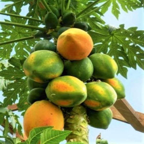 Papaya Tree, Carica Papaya, شجرة البابايا - www.FOP.ae Buy online Best and Healthy Plants and quality products guarantee in Dubai Plants Shop in Dubai Abu Dhabi all over UAE Plants near me Fresh Plants in Dubai where to buy plants in UAE - FOP.ae