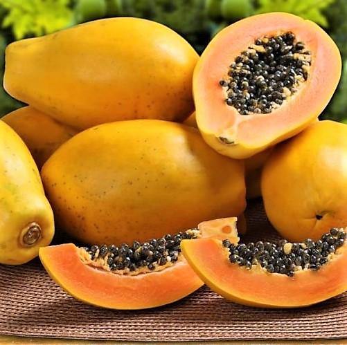 Papaya Tree, Carica Papaya, شجرة البابايا - www.FOP.ae Buy online Best and Healthy Plants and quality products guarantee in Dubai Plants Shop in Dubai Abu Dhabi all over UAE Plants near me Fresh Plants in Dubai where to buy plants in UAE - FOP.ae