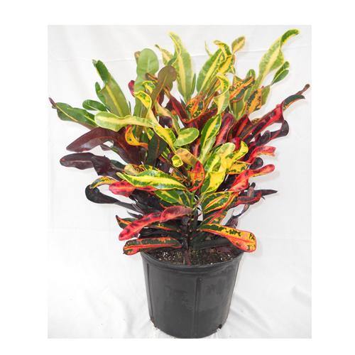 Codiaeum Variegatum, Croton Outdoor Mix - www.FOP.ae Buy online Best and Healthy Plants and quality products guarantee in Dubai Plants Shop in Dubai Abu Dhabi all over UAE Plants near me Fresh Plants in Dubai where to buy plants in UAE - FOP.ae