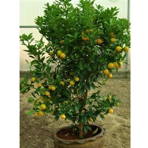 Citrus mitis, Chinese oranges - www.FOP.ae Buy online Best and Healthy Plants and quality products guarantee in Dubai Plants Shop in Dubai Abu Dhabi all over UAE Plants near me Fresh Plants in Dubai where to buy plants in UAE - FOP.ae