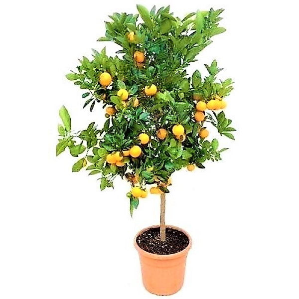 Citrus mitis, Chinese oranges - www.FOP.ae Buy online Best and Healthy Plants and quality products guarantee in Dubai Plants Shop in Dubai Abu Dhabi all over UAE Plants near me Fresh Plants in Dubai where to buy plants in UAE - FOP.ae