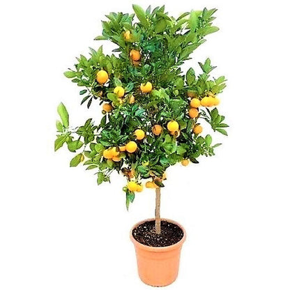 Citrus mitis, Chinese oranges - www.FOP.ae Buy online Best and Healthy Plants and quality products guarantee in Dubai Plants Shop in Dubai Abu Dhabi all over UAE Plants near me Fresh Plants in Dubai where to buy plants in UAE - FOP.ae