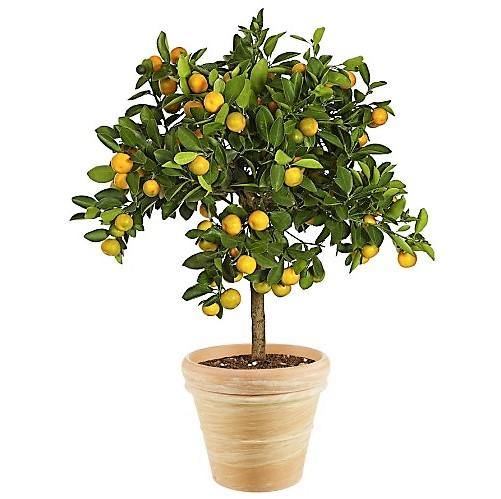 Citrus mitis, Chinese oranges - www.FOP.ae Buy online Best and Healthy Plants and quality products guarantee in Dubai Plants Shop in Dubai Abu Dhabi all over UAE Plants near me Fresh Plants in Dubai where to buy plants in UAE - FOP.ae