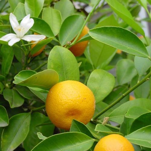 Citrus mitis, Chinese oranges - www.FOP.ae Buy online Best and Healthy Plants and quality products guarantee in Dubai Plants Shop in Dubai Abu Dhabi all over UAE Plants near me Fresh Plants in Dubai where to buy plants in UAE - FOP.ae
