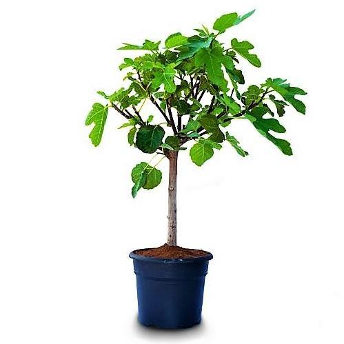 Fig Tree, Ficus Carica - www.FOP.ae Buy online Best and Healthy Plants and quality products guarantee in Dubai Plants Shop in Dubai Abu Dhabi all over UAE Plants near me Fresh Plants in Dubai where to buy plants in UAE - FOP.ae