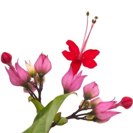 Clerodendrum Thomsoniae, Pink Bleeding Heart Vine - www.FOP.ae Buy online Best and Healthy Plants and quality products guarantee in Dubai Plants Shop in Dubai Abu Dhabi all over UAE Plants near me Fresh Plants in Dubai where to buy plants in UAE - FOP.ae