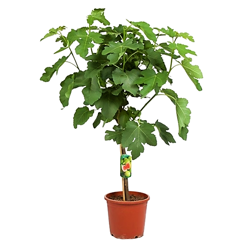 Fig Tree, Ficus Carica - www.FOP.ae Buy online Best and Healthy Plants and quality products guarantee in Dubai Plants Shop in Dubai Abu Dhabi all over UAE Plants near me Fresh Plants in Dubai where to buy plants in UAE - FOP.ae