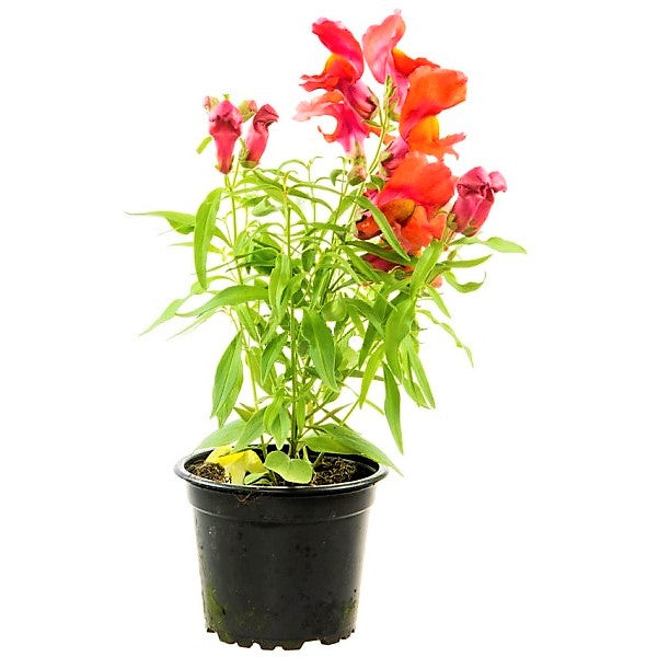 Antirrhium Majus, Snapdragon, Antirrhinum (small) - www.FOP.ae Buy online Best and Healthy Plants and quality products guarantee in Dubai Plants Shop in Dubai Abu Dhabi all over UAE Plants near me Fresh Plants in Dubai where to buy plants in UAE - FOP.ae