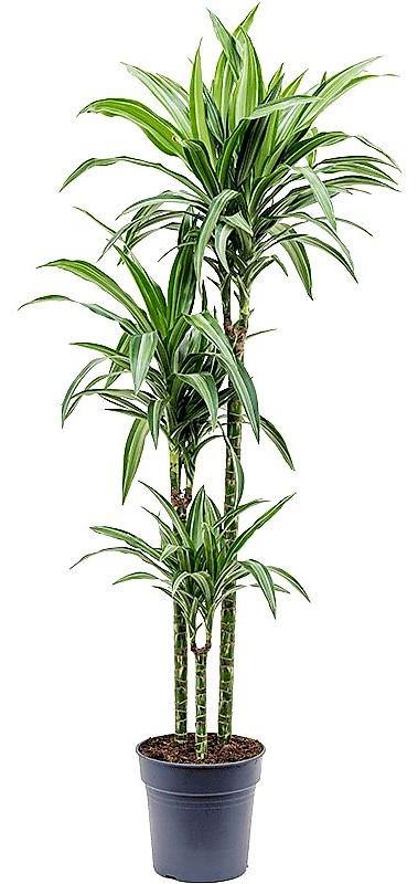 Dracaena Fragrans, Deremensis, Ulises, Ulysses - www.FOP.ae Buy online Best and Healthy Plants and quality products guarantee in Dubai Plants Shop in Dubai Abu Dhabi all over UAE Plants near me Fresh Plants in Dubai where to buy plants in UAE - FOP.ae