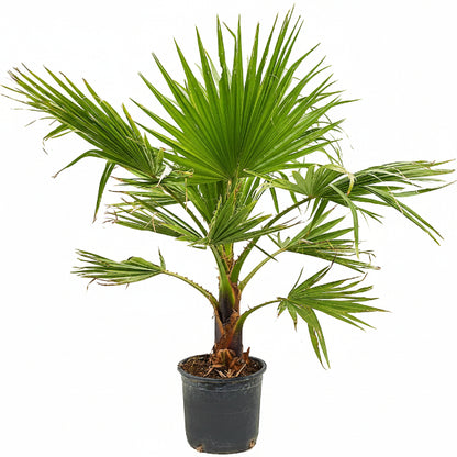 Mexican Fan Palm, Washingtonia Robusta - www.FOP.ae Buy online Best and Healthy Plants and quality products guarantee in Dubai Plants Shop in Dubai Abu Dhabi all over UAE Plants near me Fresh Plants in Dubai where to buy plants in UAE - FOP.ae