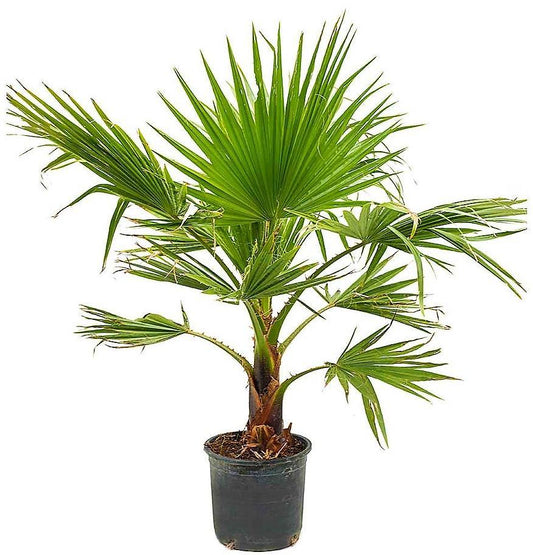 Mexican Fan Palm, Washingtonia Robusta - www.FOP.ae Buy online Best and Healthy Plants and quality products guarantee in Dubai Plants Shop in Dubai Abu Dhabi all over UAE Plants near me Fresh Plants in Dubai where to buy plants in UAE - FOP.ae