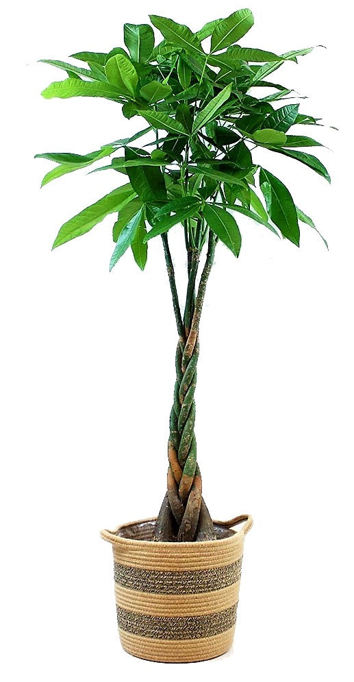 Pachira Aquatica, Money Tree (Twisted Trunk) - www.FOP.ae Buy online Best and Healthy Plants and quality products guarantee in Dubai Plants Shop in Dubai Abu Dhabi all over UAE Plants near me Fresh Plants in Dubai where to buy plants in UAE - FOP.ae