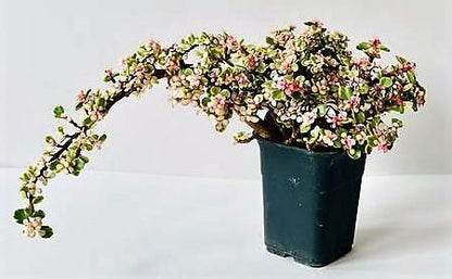 Elephant Bush, Portulacaria - www.FOP.ae Buy online Best and Healthy Plants and quality products guarantee in Dubai Plants Shop in Dubai Abu Dhabi all over UAE Plants near me Fresh Plants in Dubai where to buy plants in UAE - FOP.ae