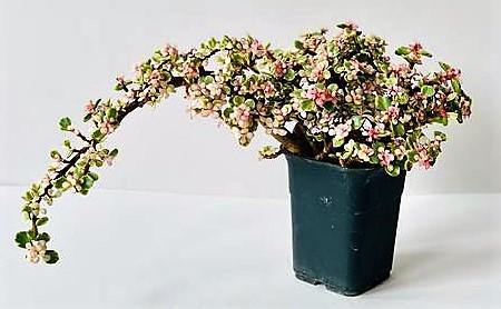 Elephant Bush, Portulacaria - www.FOP.ae Buy online Best and Healthy Plants and quality products guarantee in Dubai Plants Shop in Dubai Abu Dhabi all over UAE Plants near me Fresh Plants in Dubai where to buy plants in UAE - FOP.ae