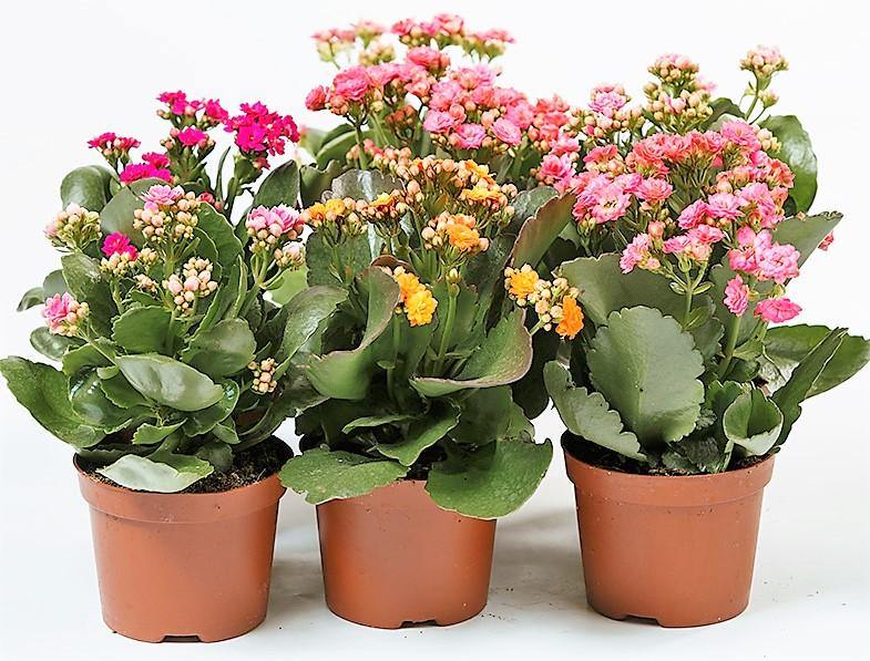 Flaming Katy, Kalanchoe blossfeldiana, indoor - www.FOP.ae Buy online Best and Healthy Plants and quality products guarantee in Dubai Plants Shop in Dubai Abu Dhabi all over UAE Plants near me Fresh Plants in Dubai where to buy plants in UAE - FOP.ae
