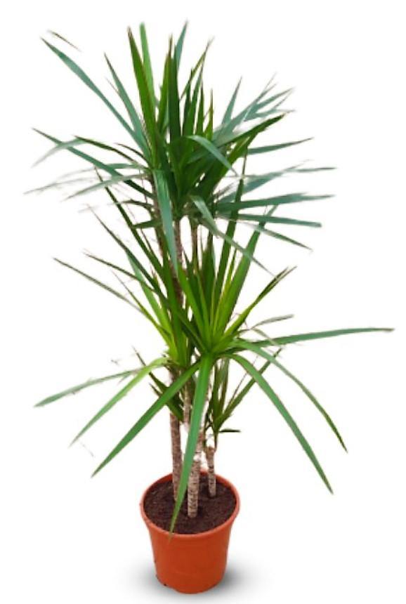 Dracaena Marginata - www.FOP.ae Buy online Best and Healthy Plants and quality products guarantee in Dubai Plants Shop in Dubai Abu Dhabi all over UAE Plants near me Fresh Plants in Dubai where to buy plants in UAE - FOP.ae