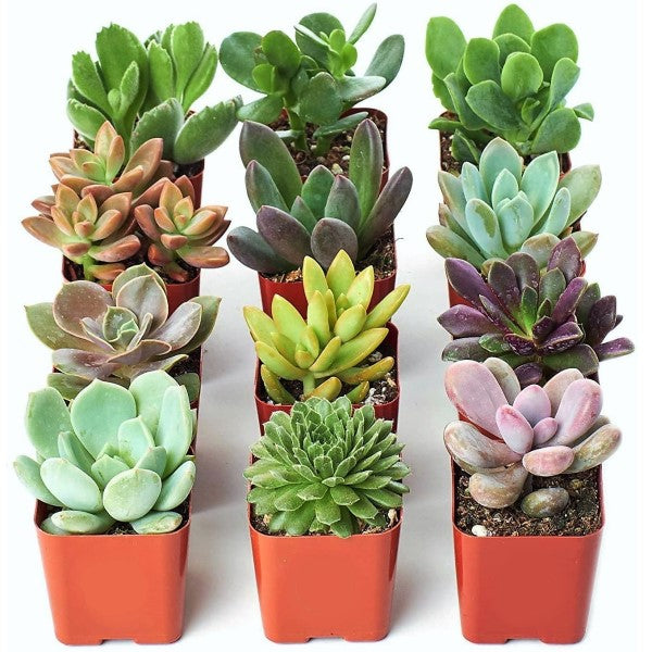 Mini succulents "Per Piece" - www.FOP.ae Buy online Best and Healthy Plants and quality products guarantee in Dubai Plants Shop in Dubai Abu Dhabi all over UAE Plants near me Fresh Plants in Dubai where to buy plants in UAE - FOP.ae
