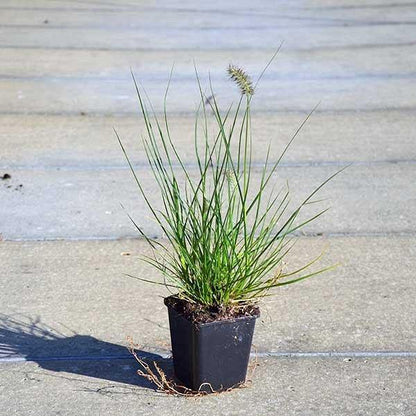 Pennisetum alopecuroides, Chinese fountain grass - www.FOP.ae Buy online Best and Healthy Plants and quality products guarantee in Dubai Plants Shop in Dubai Abu Dhabi all over UAE Plants near me Fresh Plants in Dubai where to buy plants in UAE - FOP.ae