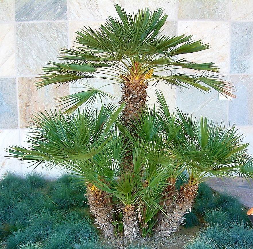 European Fan Palm, Chamaerops Humilis - www.FOP.ae Buy online Best and Healthy Plants and quality products guarantee in Dubai Plants Shop in Dubai Abu Dhabi all over UAE Plants near me Fresh Plants in Dubai where to buy plants in UAE - FOP.ae