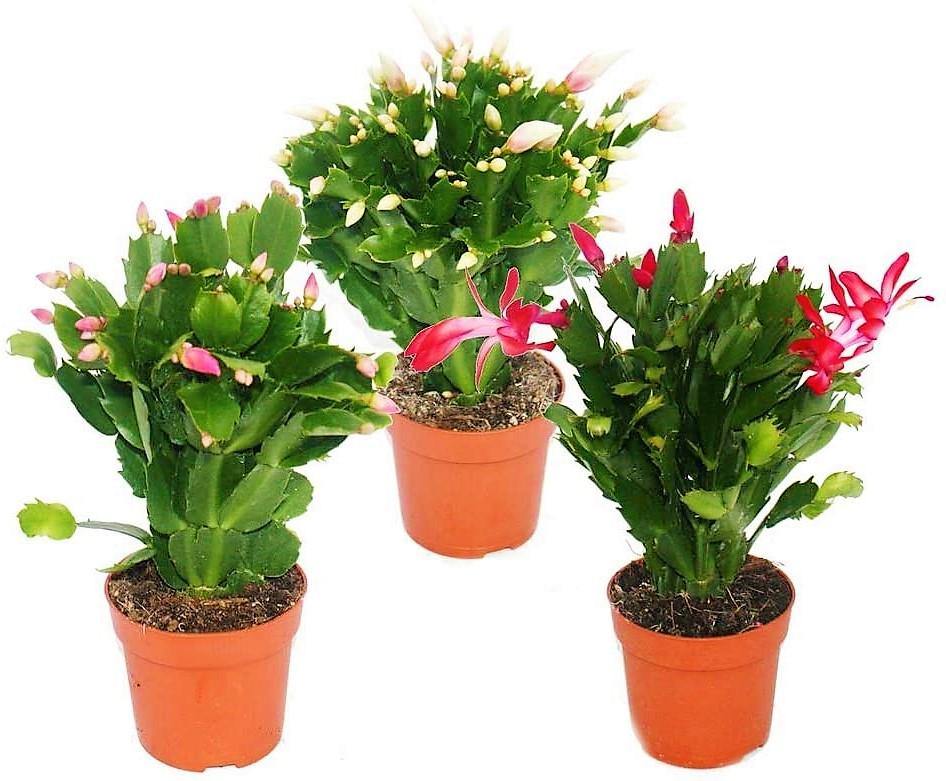 Christmas Cactus - www.FOP.ae Buy online Best and Healthy Plants and quality products guarantee in Dubai Plants Shop in Dubai Abu Dhabi all over UAE Plants near me Fresh Plants in Dubai where to buy plants in UAE - FOP.ae