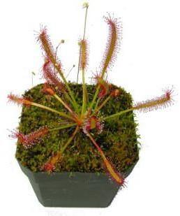 Drosera capensis or Cape Sundew - www.FOP.ae Buy online Best and Healthy Plants and quality products guarantee in Dubai Plants Shop in Dubai Abu Dhabi all over UAE Plants near me Fresh Plants in Dubai where to buy plants in UAE - FOP.ae