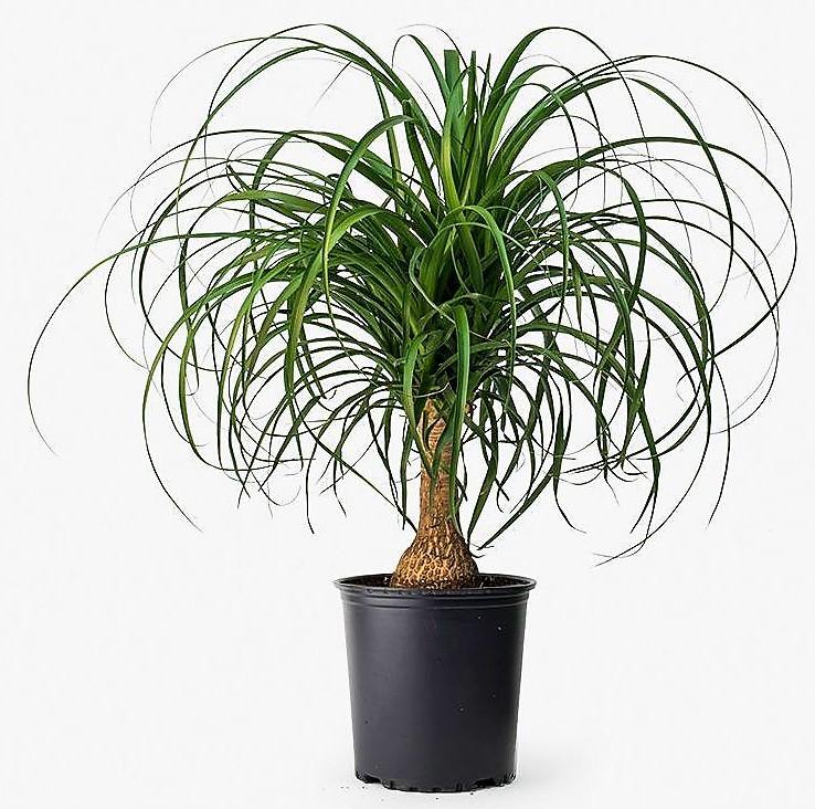 Elephant’s Foot, Beaucarnea Recurvata, Ponytail Palm - www.FOP.ae Buy online Best and Healthy Plants and quality products guarantee in Dubai Plants Shop in Dubai Abu Dhabi all over UAE Plants near me Fresh Plants in Dubai where to buy plants in UAE - FOP.ae