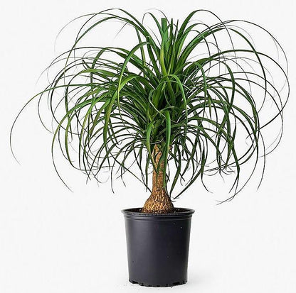 Elephant’s Foot, Beaucarnea Recurvata, Ponytail Palm - www.FOP.ae Buy online Best and Healthy Plants and quality products guarantee in Dubai Plants Shop in Dubai Abu Dhabi all over UAE Plants near me Fresh Plants in Dubai where to buy plants in UAE - FOP.ae