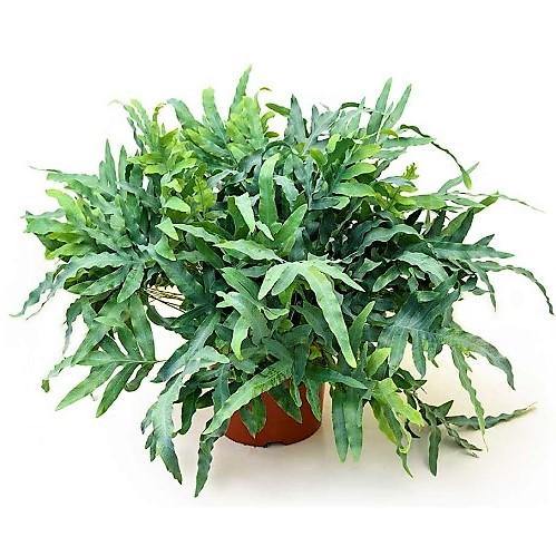 Blue Star Fern, Phlebodium Blue Star - www.FOP.ae Buy online Best and Healthy Plants and quality products guarantee in Dubai Plants Shop in Dubai Abu Dhabi all over UAE Plants near me Fresh Plants in Dubai where to buy plants in UAE - FOP.ae