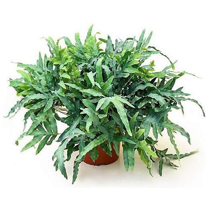 Blue Star Fern, Phlebodium Blue Star - www.FOP.ae Buy online Best and Healthy Plants and quality products guarantee in Dubai Plants Shop in Dubai Abu Dhabi all over UAE Plants near me Fresh Plants in Dubai where to buy plants in UAE - FOP.ae