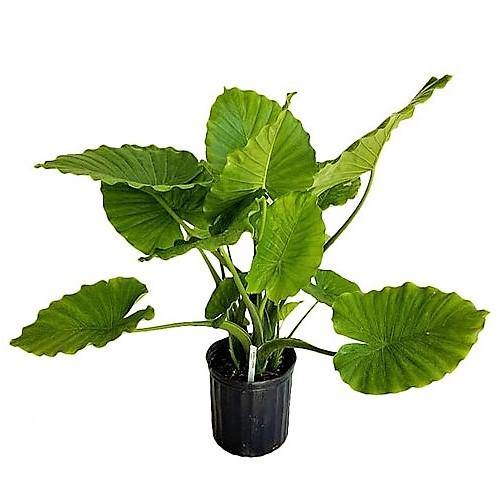 Alocasia California - www.FOP.ae Buy online Best and Healthy Plants and quality products guarantee in Dubai Plants Shop in Dubai Abu Dhabi all over UAE Plants near me Fresh Plants in Dubai where to buy plants in UAE - FOP.ae