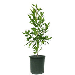 Damas tree, Conocarpus erectus Dubai UAE best plant shop – FOP