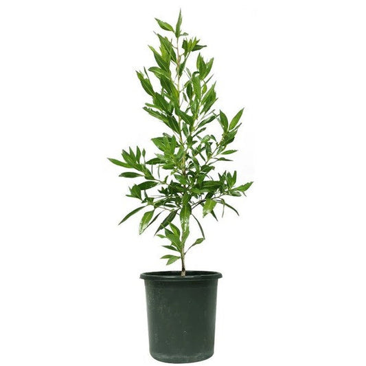 Damas tree, Conocarpus erectus - FOP FOP online shop delivery