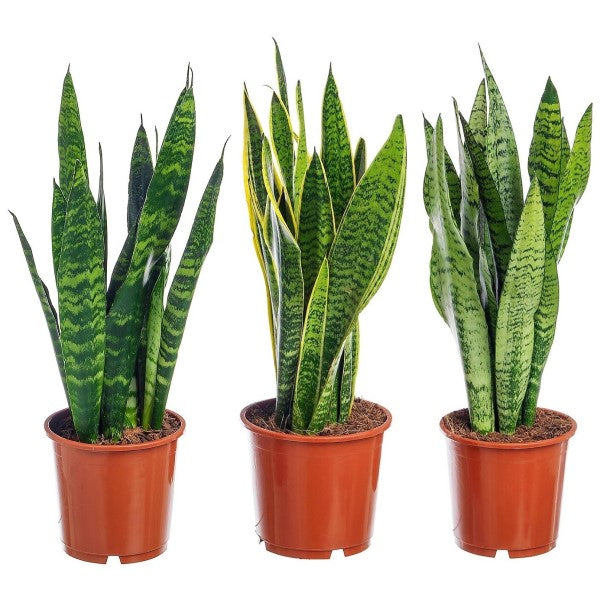 Snake Plant, Sansevieria Trifasciata, Laurentii, indoor - www.FOP.ae Buy online Best and Healthy Plants and quality products guarantee in Dubai Plants Shop in Dubai Abu Dhabi all over UAE Plants near me Fresh Plants in Dubai where to buy plants in UAE - FOP.ae