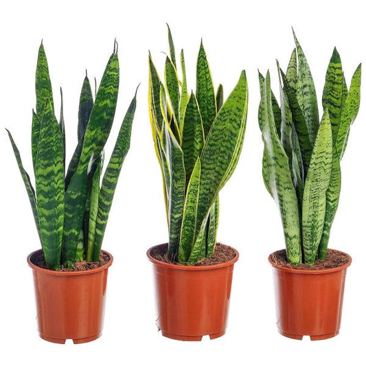 Snake Plant, Sansevieria Trifasciata, Laurentii, indoor - www.FOP.ae Buy online Best and Healthy Plants and quality products guarantee in Dubai Plants Shop in Dubai Abu Dhabi all over UAE Plants near me Fresh Plants in Dubai where to buy plants in UAE - FOP.ae