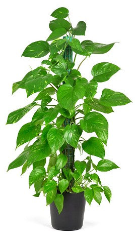 Money Plant, Epipremnum Aureum - www.FOP.ae Buy online Best and Healthy Plants and quality products guarantee in Dubai Plants Shop in Dubai Abu Dhabi all over UAE Plants near me Fresh Plants in Dubai where to buy plants in UAE - FOP.ae