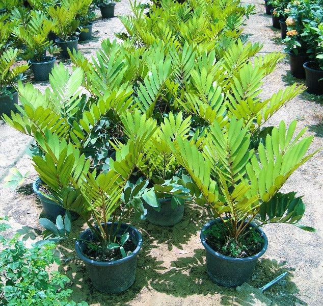 Cardboard Palm, Zamia Furfuracea - www.FOP.ae Buy online Best and Healthy Plants and quality products guarantee in Dubai Plants Shop in Dubai Abu Dhabi all over UAE Plants near me Fresh Plants in Dubai where to buy plants in UAE - FOP.ae