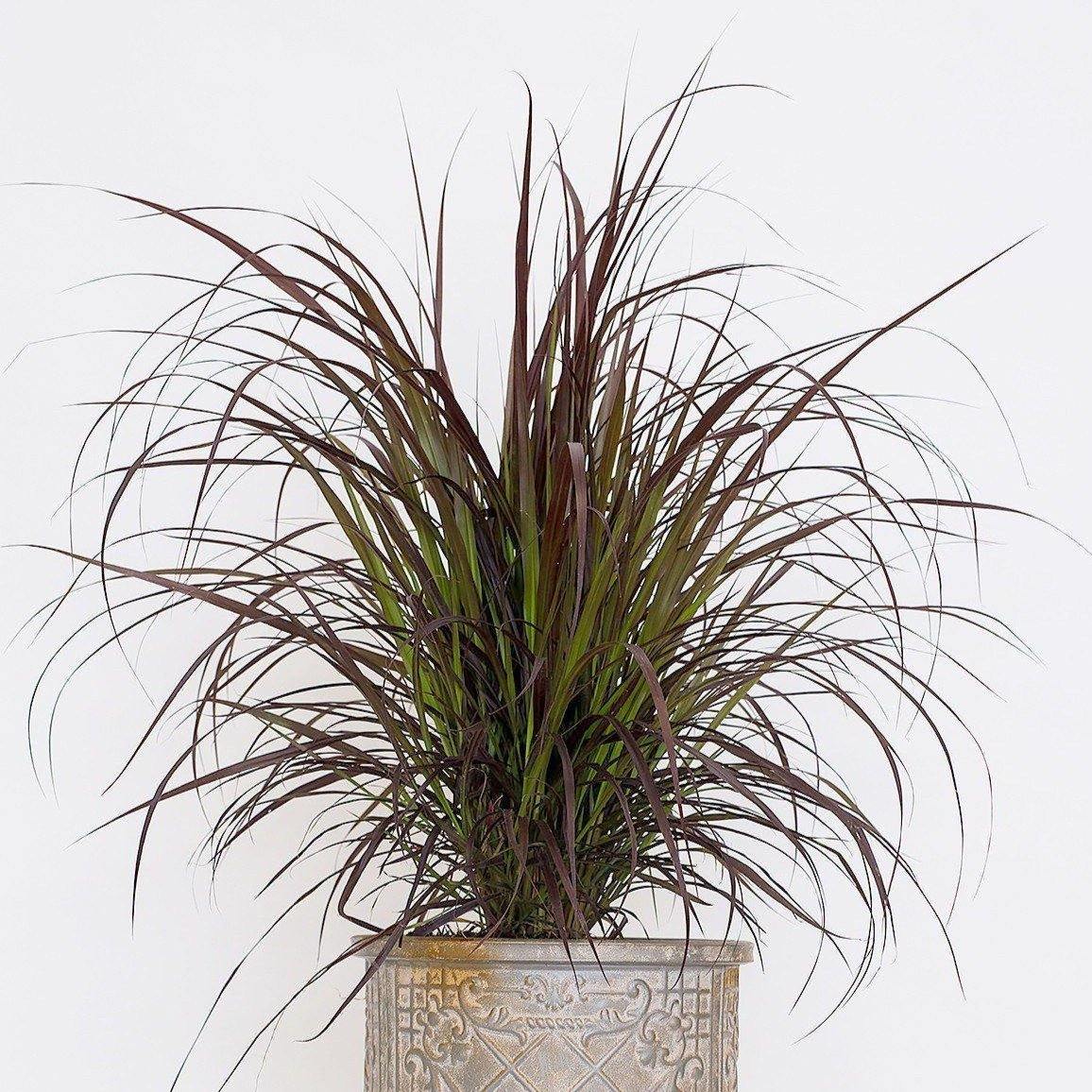 Pennisetum Rubrum, Purple Fountain Grass, African Fountain Grass, Tender Fountain Grass - www.FOP.ae Buy online Best and Healthy Plants and quality products guarantee in Dubai Plants Shop in Dubai Abu Dhabi all over UAE Plants near me Fresh Plants in Dubai where to buy plants in UAE - FOP.ae