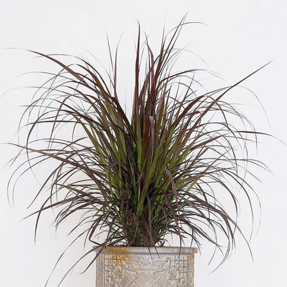 Pennisetum Rubrum, Purple Fountain Grass, African Fountain Grass, Tender Fountain Grass - www.FOP.ae Buy online Best and Healthy Plants and quality products guarantee in Dubai Plants Shop in Dubai Abu Dhabi all over UAE Plants near me Fresh Plants in Dubai where to buy plants in UAE - FOP.ae