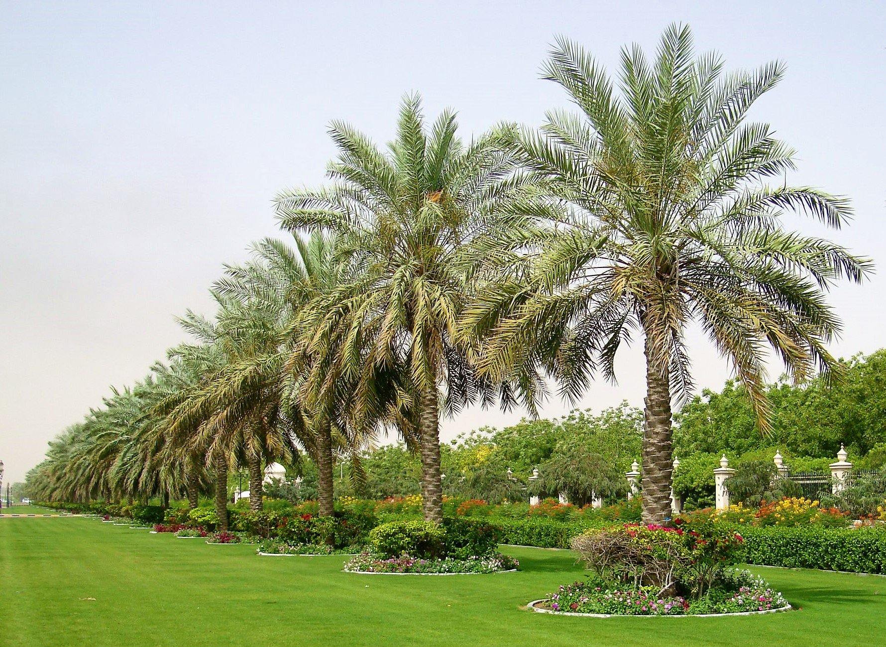Date Palm, Phoenix Dactylifera - www.FOP.ae Buy online Best and Healthy Plants and quality products guarantee in Dubai Plants Shop in Dubai Abu Dhabi all over UAE Plants near me Fresh Plants in Dubai where to buy plants in UAE - FOP.ae